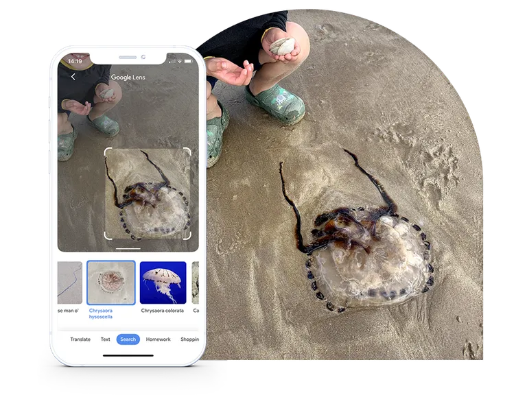 Beach scene with close up of jellyfish. Detail shows iPhone with google lens app